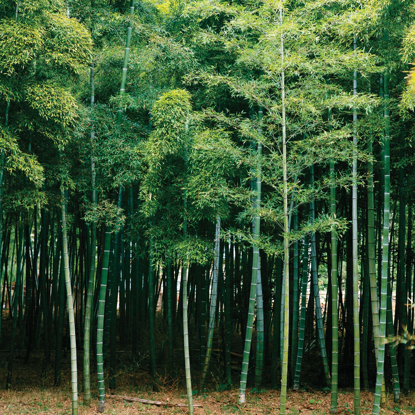The Bamboo Tree Effect: Mastering the Hidden Work Behind Becoming Elite