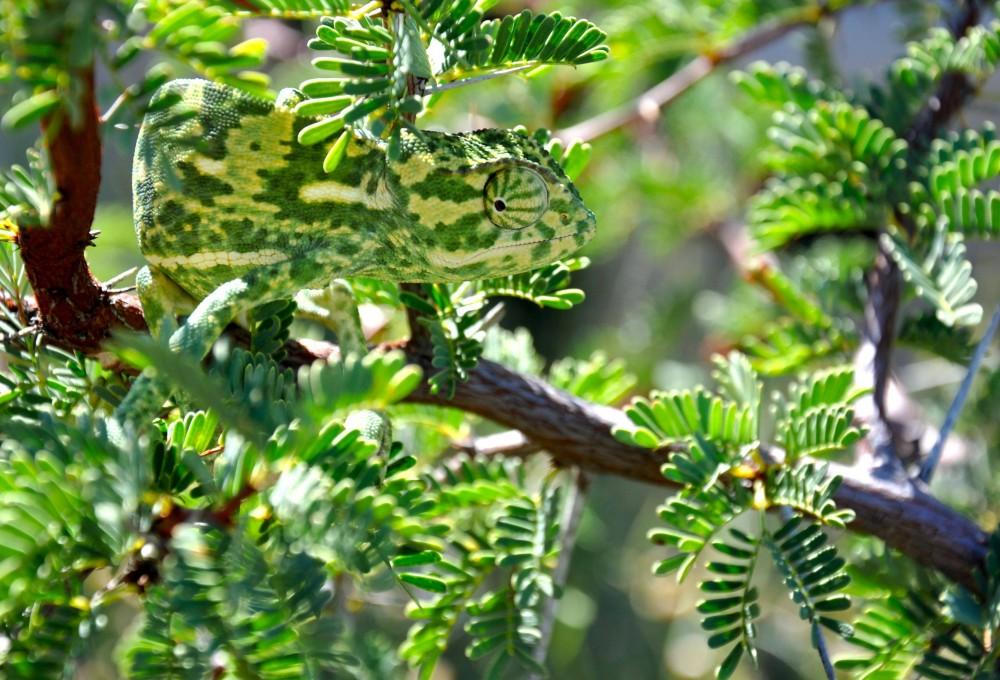 Green and yellow speckled chameleon perched on evergreen branch with needle-like foliage in sunlight.